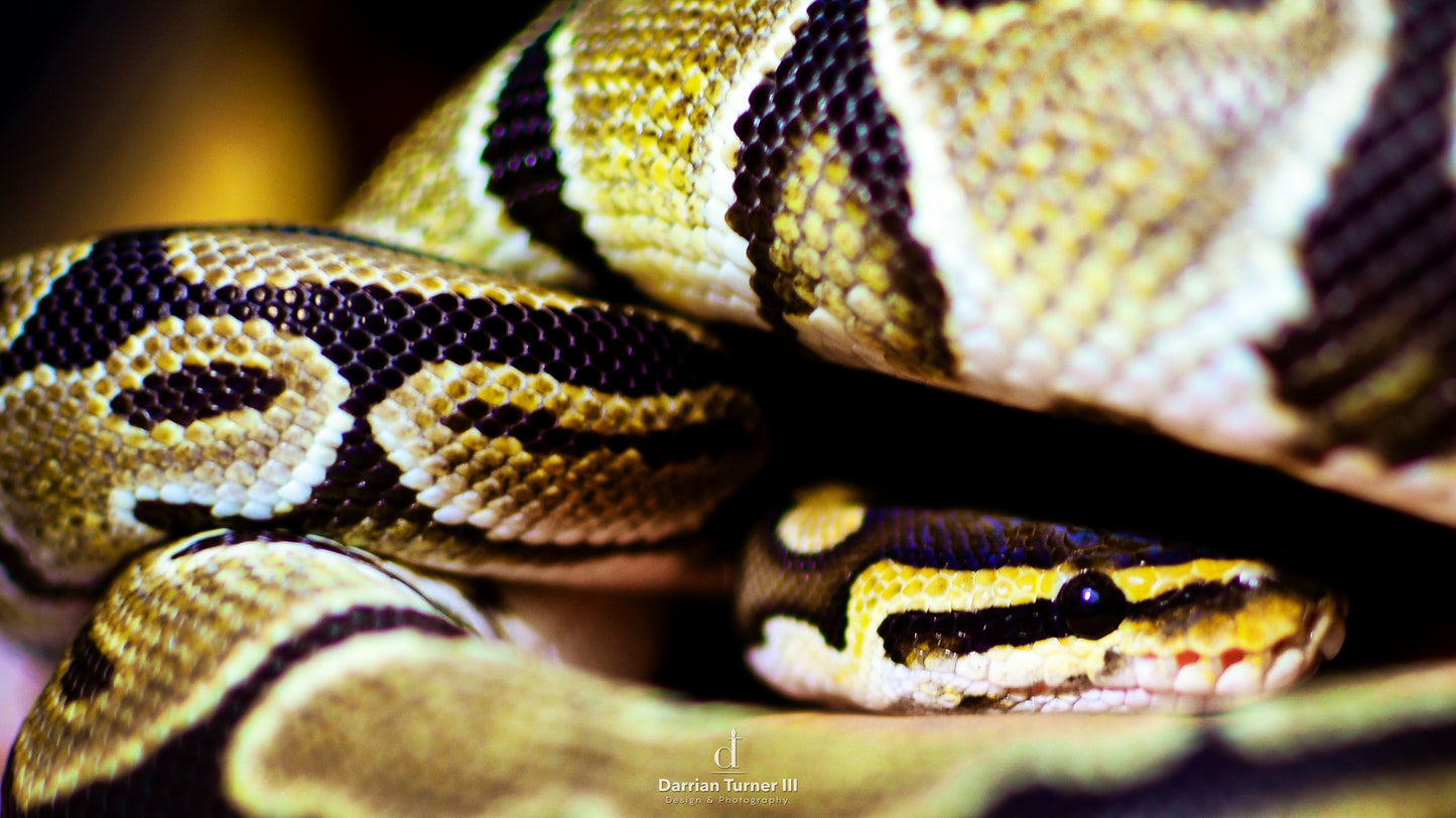 Reptile Pet Portrait Photography