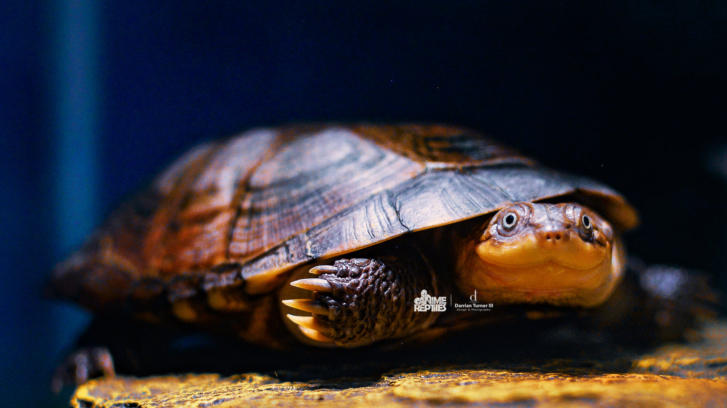 Reptile Pet Portrait Photography